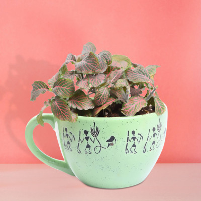Cup of Fittonia Pink
